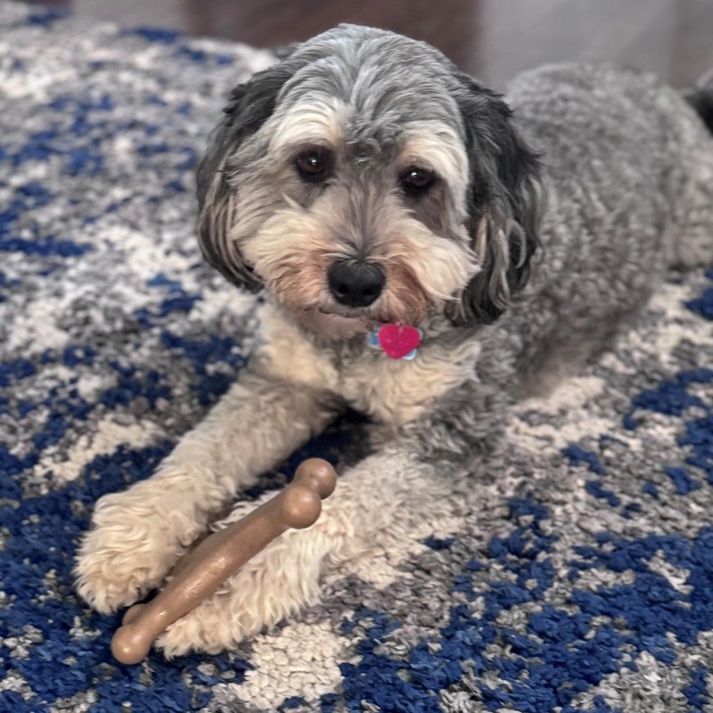 SPOT Bam-Bones Wishbone - Made with Strong Bamboo Fiber, Durable