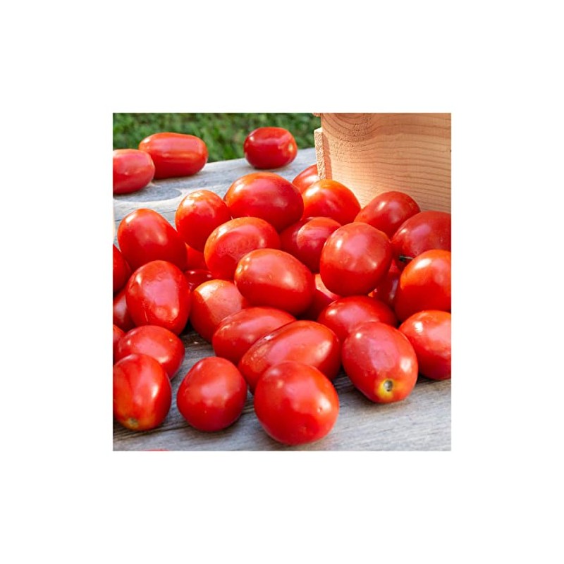 Everwilde Farms - 1 Lb Roma Tomato Seeds - Gold