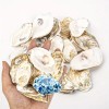 20pcs Large Natural Oyster Shells Flat Oyster Shells for Crafts