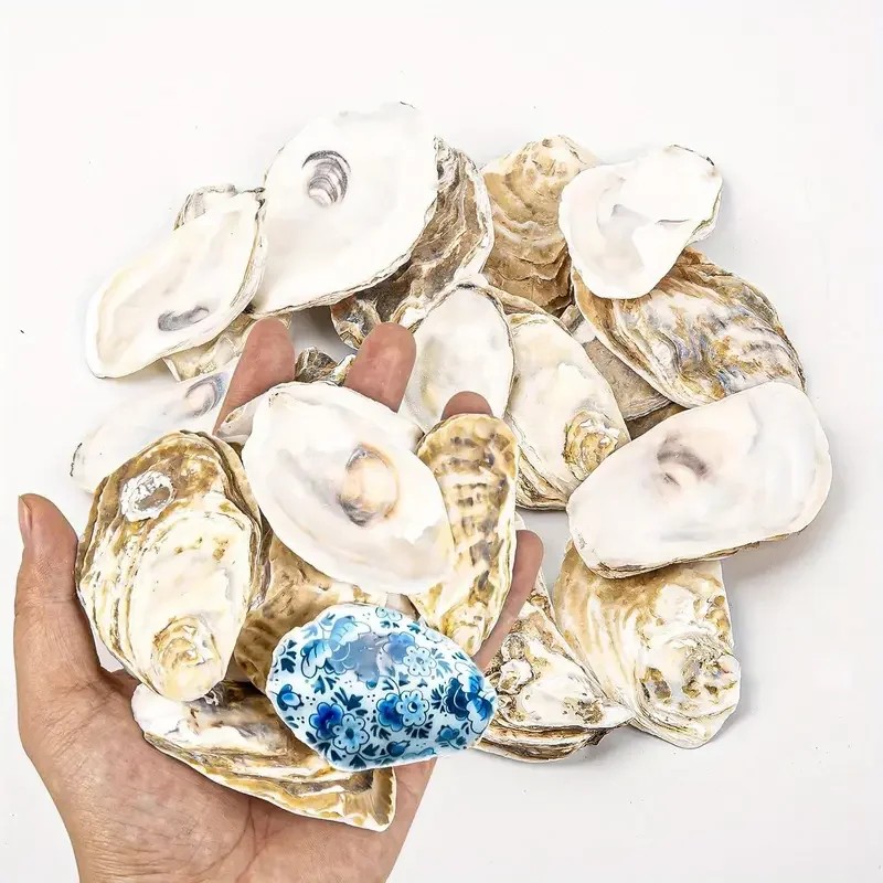 20pcs Large Natural Oyster Shells Flat Oyster Shells for Crafts