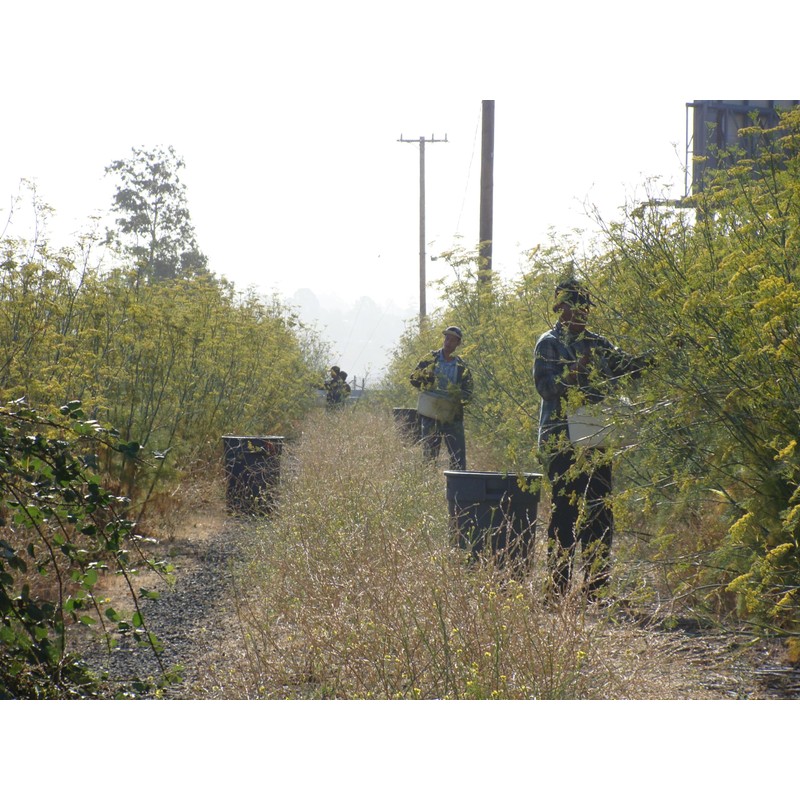 Pollen Ranch's Organic Fennel Pollen - Premium Quality Fennel Flowers