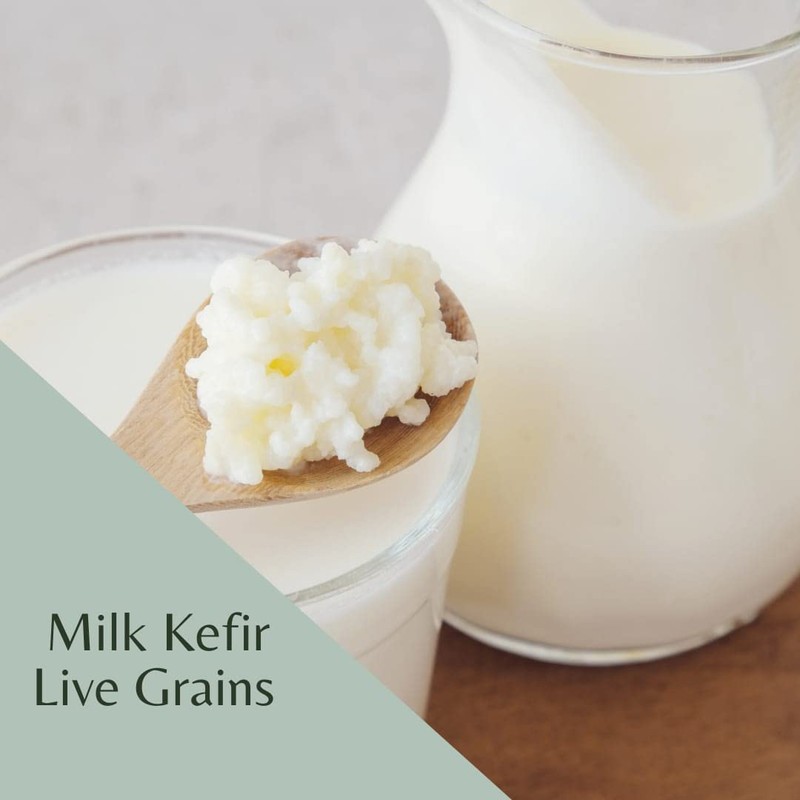 Milk Kefir Grains Live Scoby Bulgaros - Fresh Live Active