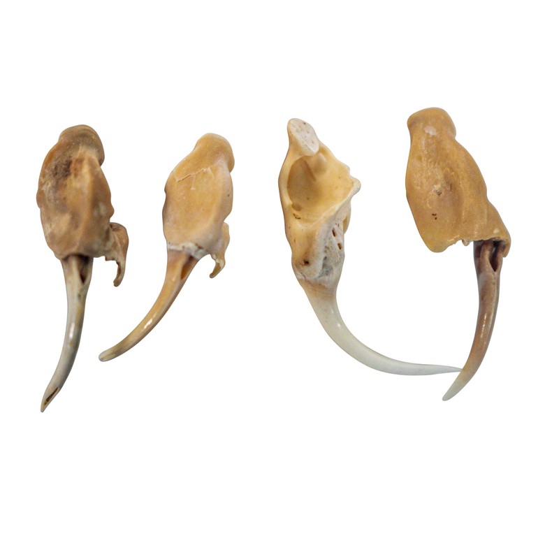 One (1) Real Rattlesnake Fang #2 (Not Perfect)