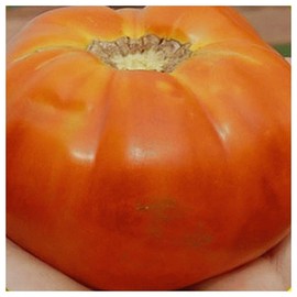 Everwilde Farms - 1/4 Lb Marglobe Tomato Seeds - Gold Vault