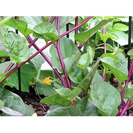 30+ Malabar Red Stem Spinach Seeds Heirloom Non-GMO Tasty Herb Phooi Leaf, Red Vine, Alugbati, Vietnamese,from USA