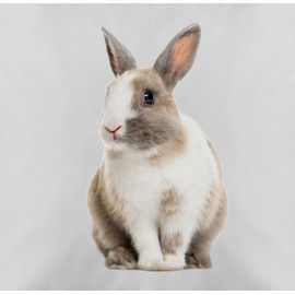 Cushion 50 x 50 cm – Easter Cushion – Rabbit Motif Easter Bunny Motif – 50 x 50 cm – Grey – Easter with Cuddly Cushion Easter Gifts Decorative Cushion Easter Bunny Easter Item Easter Surprise