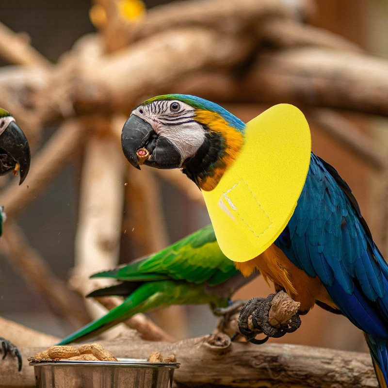 POPETPOP Bird Anti-bite Collar: Bird Protective Collar Parrot Protective Collar