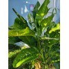 Smoot's Farm Variated Dieffenbachia Dumb Cane Live Plant Cutting Rare