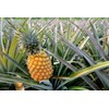 Food to Live Dried Diced Pineapple, 1 Pound Raw, Vegan,