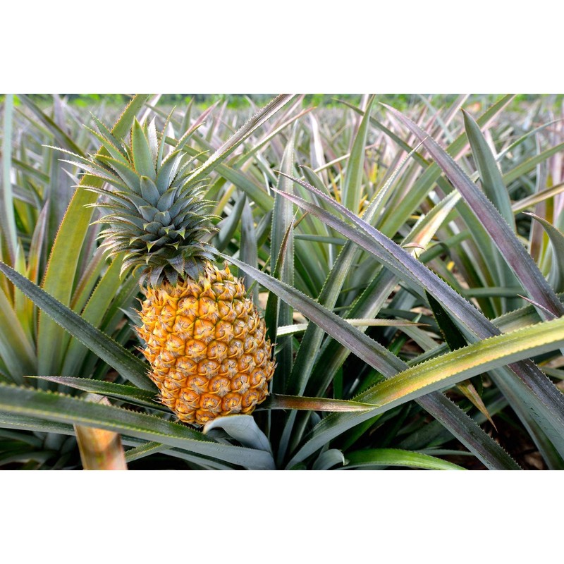 Food to Live Dried Diced Pineapple, 1 Pound Raw, Vegan,