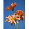 Crepe Paper Flower Daisy DIY Making Kit 12 pcs (Orange)