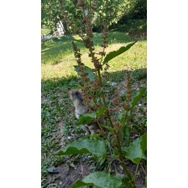 100% Pure 100 Yellow Dock SEEDS,  (Rumex crispus) Organic  Herb Seeds