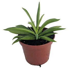 Happy Green Bean Peperomia - Peperomia ferreyrae - 2.5" Pot