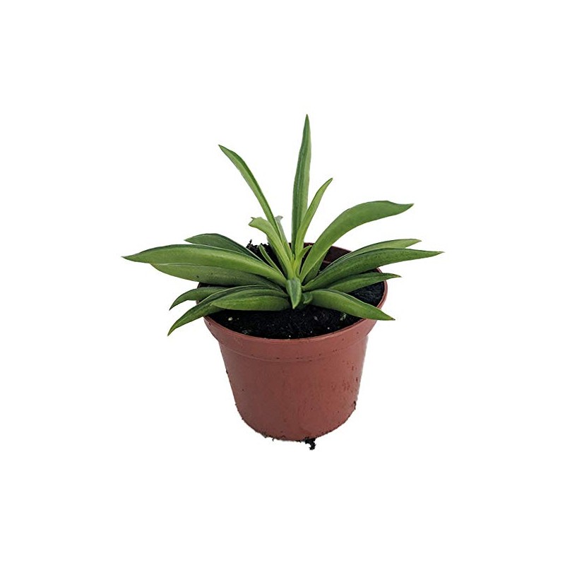Happy Green Bean Peperomia - Peperomia ferreyrae - 2.5" Pot
