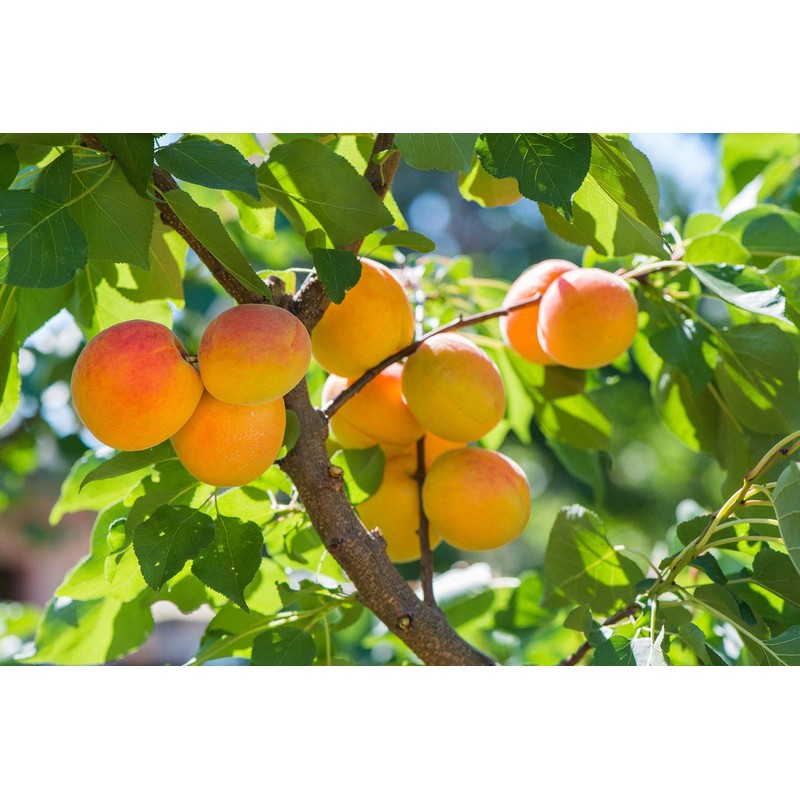 HACODE Núcleos de albaricoque orgánicos crudos amargos – 7 oz