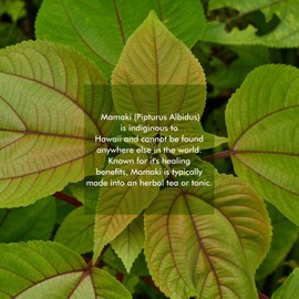 Nakihalani Farm Organically Grown Hawaiian Mamaki Tea (2oz) - Caffeine-Free Herbal Tea - Antioxidant-Rich Supports Digestion & Promotes Relaxation