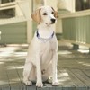 Serijoars Martingale Dog Collar with Steel Chain, Choke Collar -