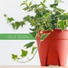 American Plant Exchange English Ivy Variegated – 4-Inch Pot –