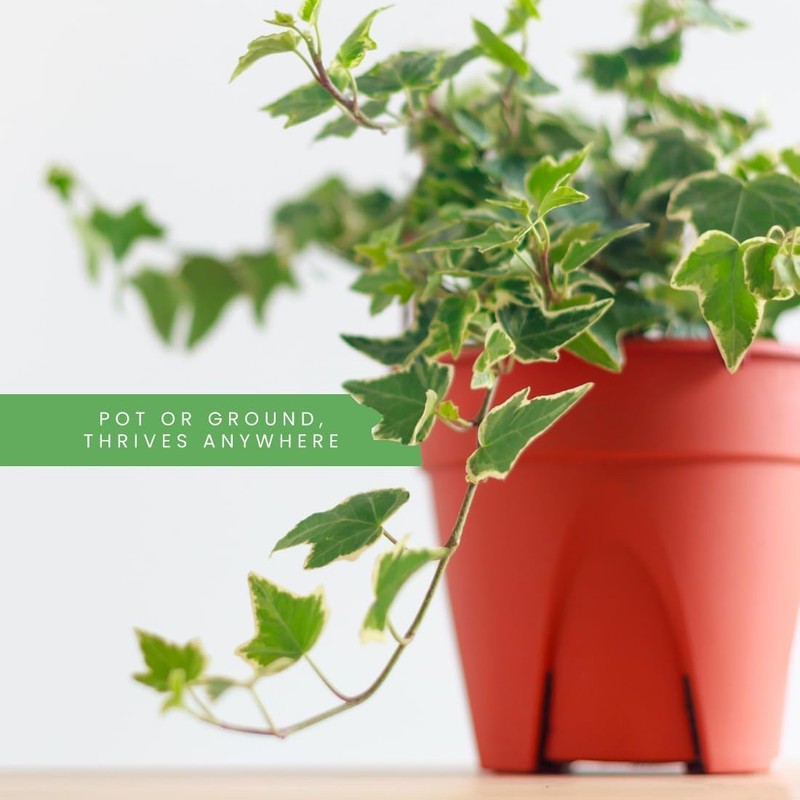 American Plant Exchange English Ivy Variegated – 4-Inch Pot –