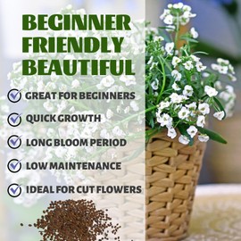 White Alyssum Seeds - Beautiful Garden Flowers Seeds