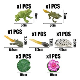 HDGSAFD 5 Pieces Frog Life Cycle Model with 1 Lotus Leaf Model and 1 Lotus Flower Model, Frog Growth Cycle Toy, Simulation Animal Model, Educational Teaching Tool