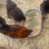 Kelp for Chickens & Duck Feed (5 Pound): Chicken Vitamins