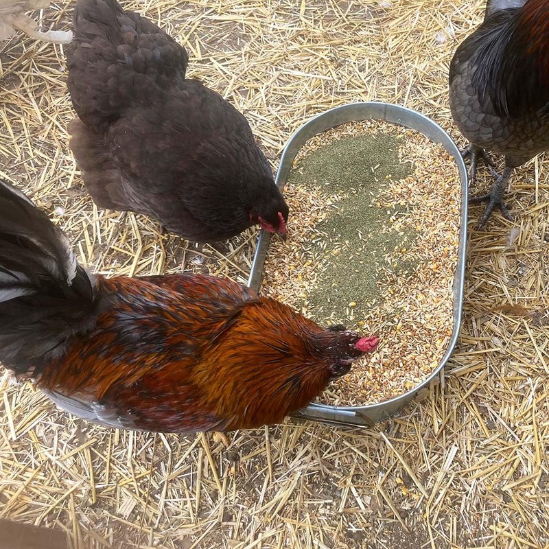 Kelp for Chickens & Duck Feed (5 Pound): Chicken Vitamins