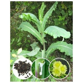 Strictly Medicinal Seeds Wild Lettuce Seeds (Lactuca serriola) - Organic 50+ seeds (Opium)