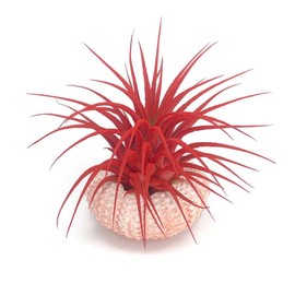 Colored Air Plants Hanging Sea Urchin Shell, Colorful Decorative Accent, Decorative Home Accent in Colorful Shell, Healthy Arrival Guaranteed (Red Till)