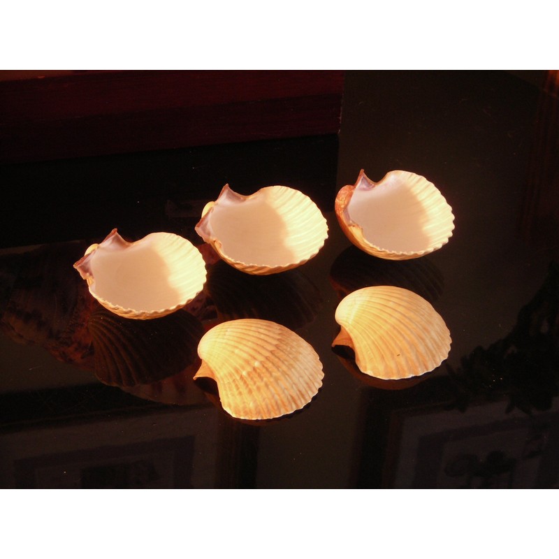 24 Large Mexican Deep Scallops 3" - 3 1/2" Baking