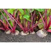 CZ Grain 250 Red Beets Seeds to Grow Made in