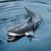 Mikamax RC Shark - Remote Controlled Shark Toy - Water