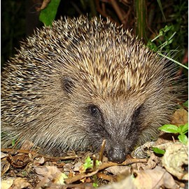 Wildlife Hedgehog Greeting Card - Square