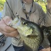 Bombite Crappie Lures Crappie Baits Kit Soft Plastic Lures for