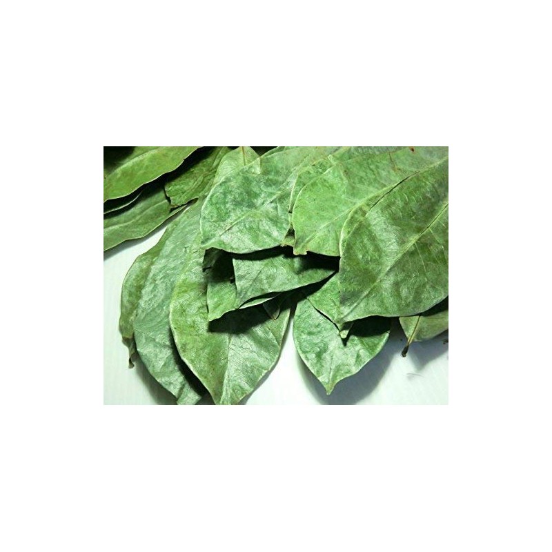 Graviola Soursop Leaves - 100 Leaves
