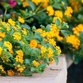 Lantana New Gold I 10 Live Plants I Verbenaceae Camara I Live Vibrant Golden Yellow Flowers, Heat and Drought Tolerant, Ideal for Hanging Baskets and Borders