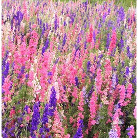 TomorrowSeeds - Rocket Mix Larkspur Seeds - 3600+ Count - for 2026 Planting Delphinium Ajacis Consolida Giant Tall Colorful Spikes Deer Resistant Wildflower Flower Grow Your Own Home Farm Patio