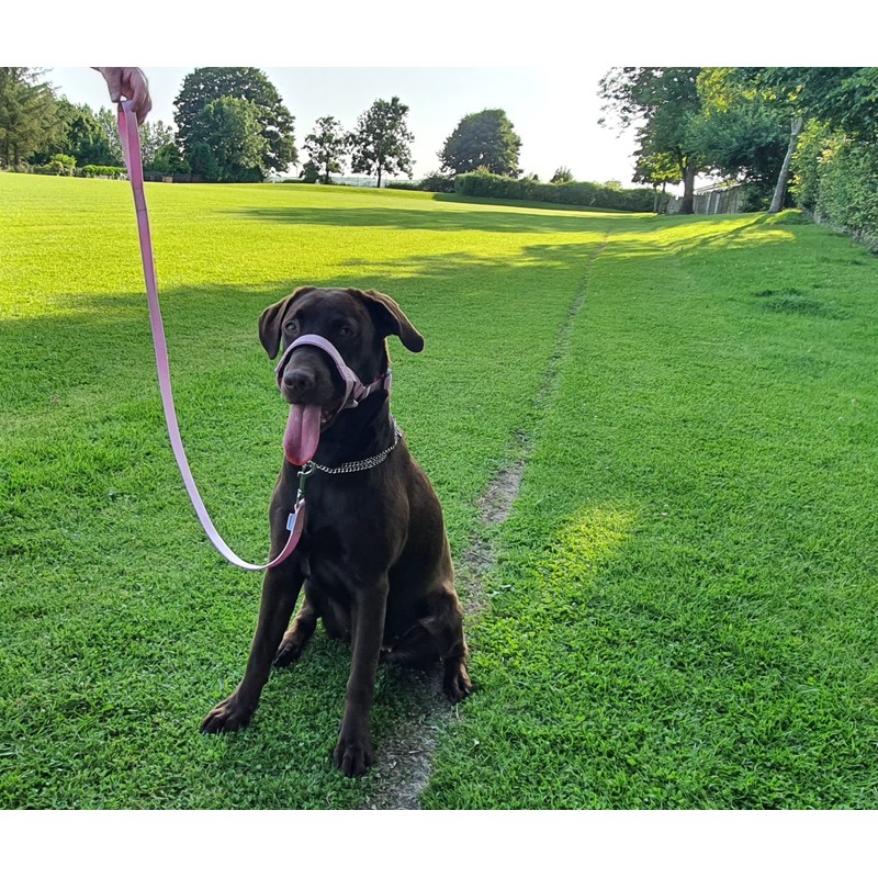 Headcollar Dog Halter/Training Head Collar Training Tool Dog, Head Harness