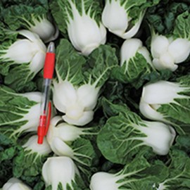 Cabbage Seeds - Pak Choi - Hotau Improved - Hybrid - 4 Oz ~24000 Seeds - Non-GMO, F1 Hybrid - Asian Garden Vegetable