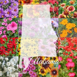 Paper Street Perennials 1/2LB Alabama Bulk Wildflower Seed Mix 1lb Covers 2,000sq-ft Colorful Blooms