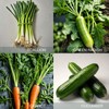 ATLAS 16 Varieties Fall Vegetable Seeds Over 20,000 Seeds