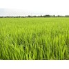 Rigel Spices | Thooyamalli Rice (4Lbs)| Jasmine Rice | 12+months