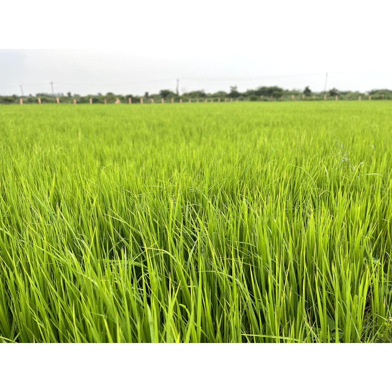 Rigel Spices | Thooyamalli Rice (4Lbs)| Jasmine Rice | 12+months