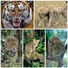 Edition Colibri 3D Postcard Set with Wild Cats as Party