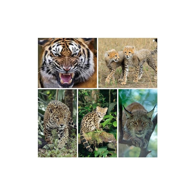 Edition Colibri 3D Postcard Set with Wild Cats as Party
