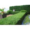 Japanese Boxwood - 30 Live Plants - 2" Pot Size