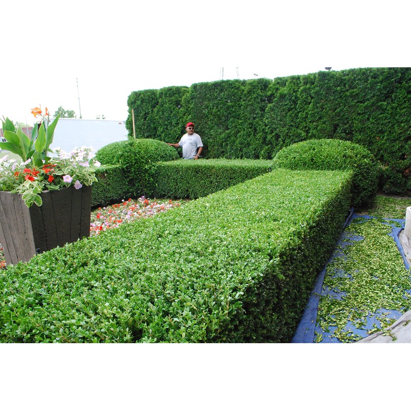 Japanese Boxwood - 30 Live Plants - 2" Pot Size
