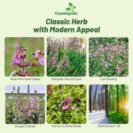 Outsidepride Germander Herb Seeds - 500 Pcs Perennial, 18-Inch Tall, Violet Blooms, Evergreen Ornamental Hedge for Herb Gardens, Attracts Bees & Butterflies, Minimal Watering Needs