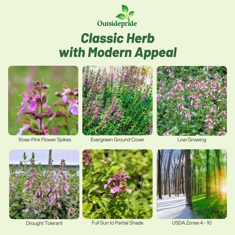 Outsidepride Germander Herb Seeds - 500 Pcs Perennial, 18-Inch Tall,
