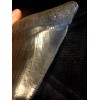 ALMOST PERFECT BLACK Megalodon fossil tooth REPLICA 8" A++ Serrations